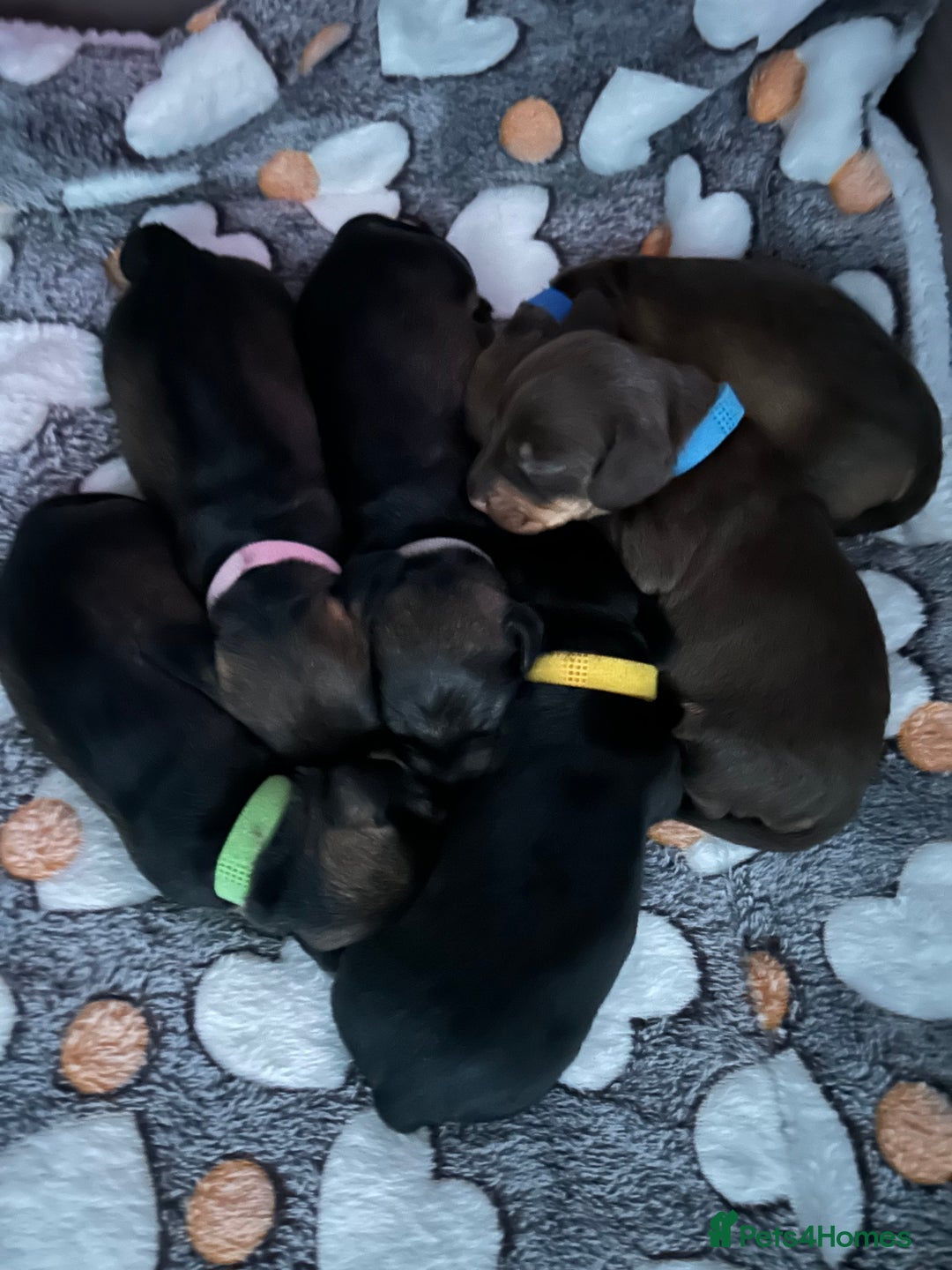 Miniature Dachshund dogs for sale: Wire haired puppies! Boys and girls - Advert 7