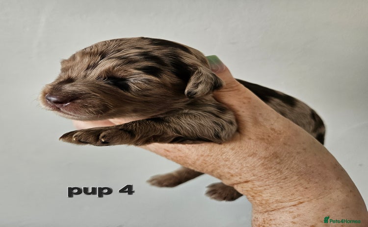 Cockapoo dogs - Advert 2