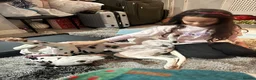 Dalmatian dogs for sale: 🐾 Stunning KC Pedigree Dalmatian Puppies 🐾 - Advert 3