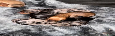 Dachshund 7