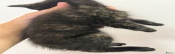 Mixed Breed cats for sale: Kittens  - Advert 14
