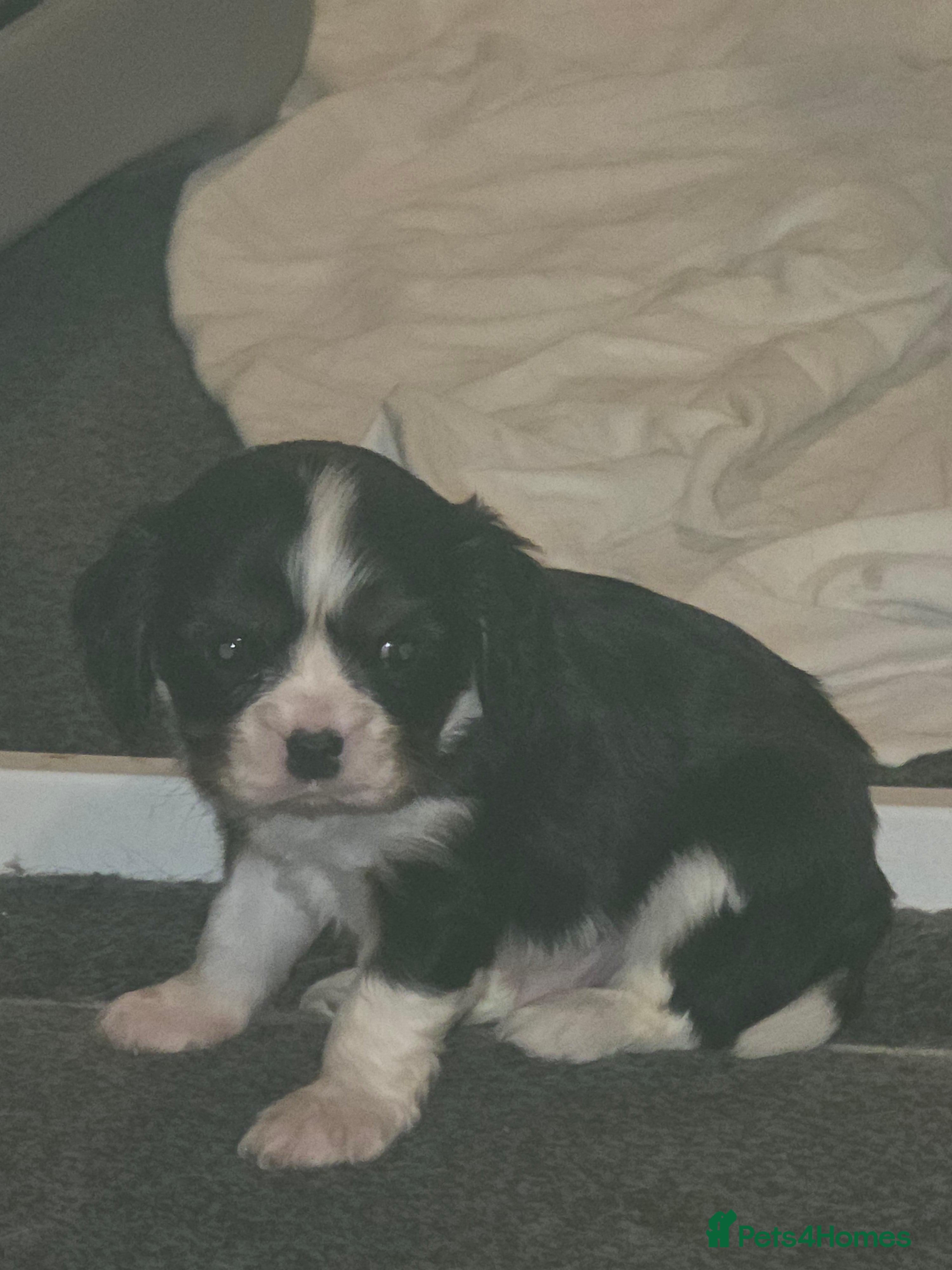 Cavalier King Charles Spaniel dogs Beautiful King Charles Cavalier Puppies - Advert 3