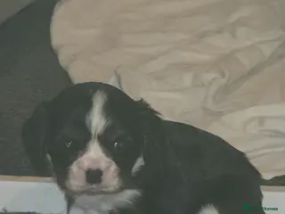 Cavalier King Charles Spaniel dogs Beautiful King Charles Cavalier Puppies - Advert 3