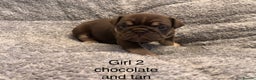 English Bulldog dogs for sale: QUALITY 5* ENGLISH BULLDOG PUPPIES - Advert 11