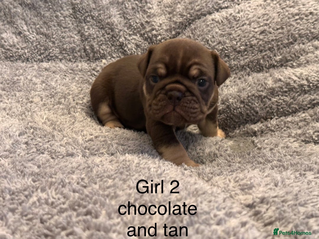 English Bulldog dogs for sale: QUALITY 5* ENGLISH BULLDOG PUPPIES - Advert 11