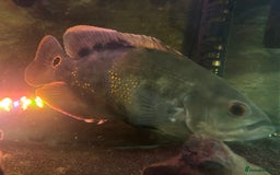 Other/Mixed Breed fish for sale: Oscars/ Tank  - Image 2