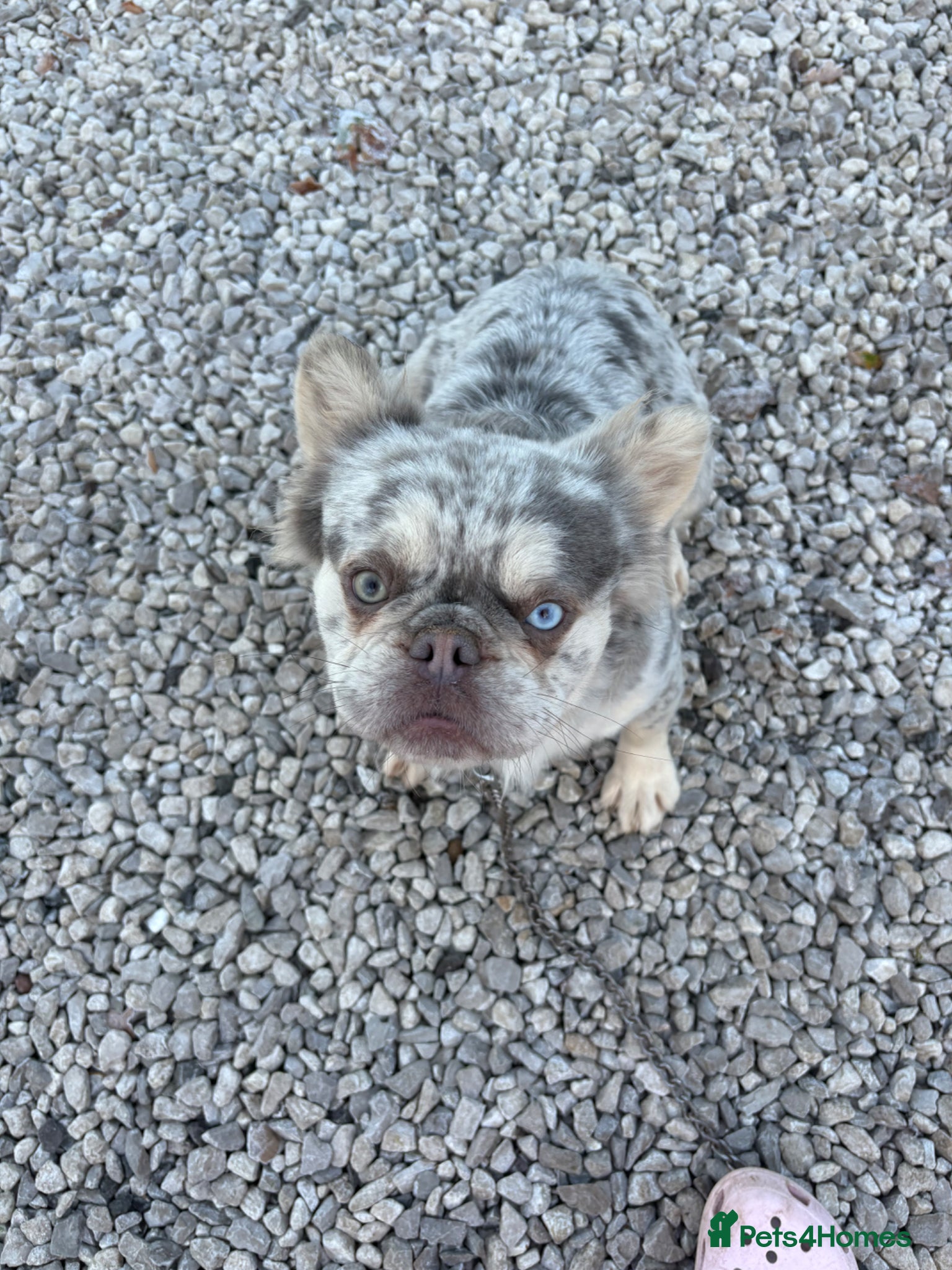 Mixed Breed dogs Top best Floodles^ - Advert 3