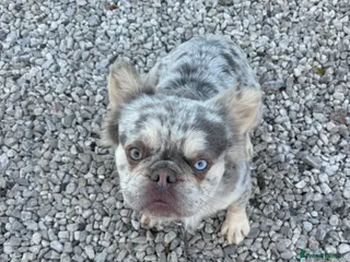 Mixed Breed dogs Top best Floodles^ - Advert 2