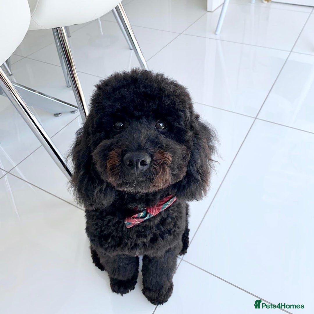 Toy Poodle dogs for sale: Cute Toy Poodle For Rehome - Image 1