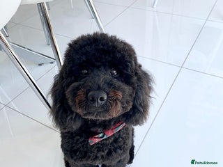 Toy Poodle dogs - Advert 1