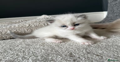 Ragdoll cats - Advert 1