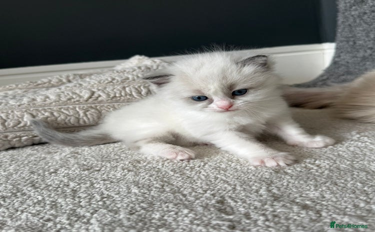 Ragdoll cats - Advert 8