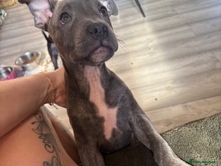 Staffordshire Bull Terrier dogs - Advert 4