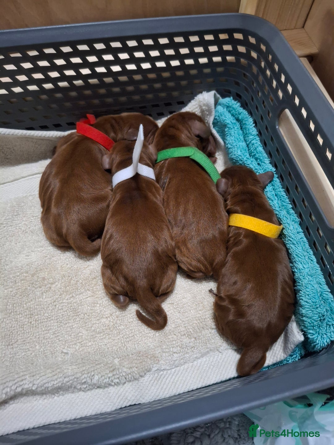 Cockapoo dogs for sale: Beautiful Cockapoo puppies for sale.  - Advert 1