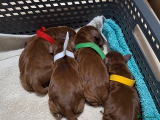 Cockapoo dogs Beautiful Cockapoo puppies for sale. - Advert 1