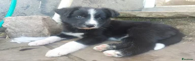 Puppy 1