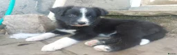 Border Collie dogs for sale: Confident, Friendly Collie Puppies - Advert 11