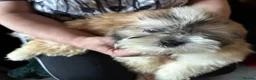 Shih Tzu dogs for sale: Shih Tzu puppy  - Advert 24