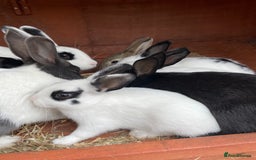 Rex rabbits for sale: Rex X Dutch Bunnies, Ready for homes now.  in Swansea - Image 7
