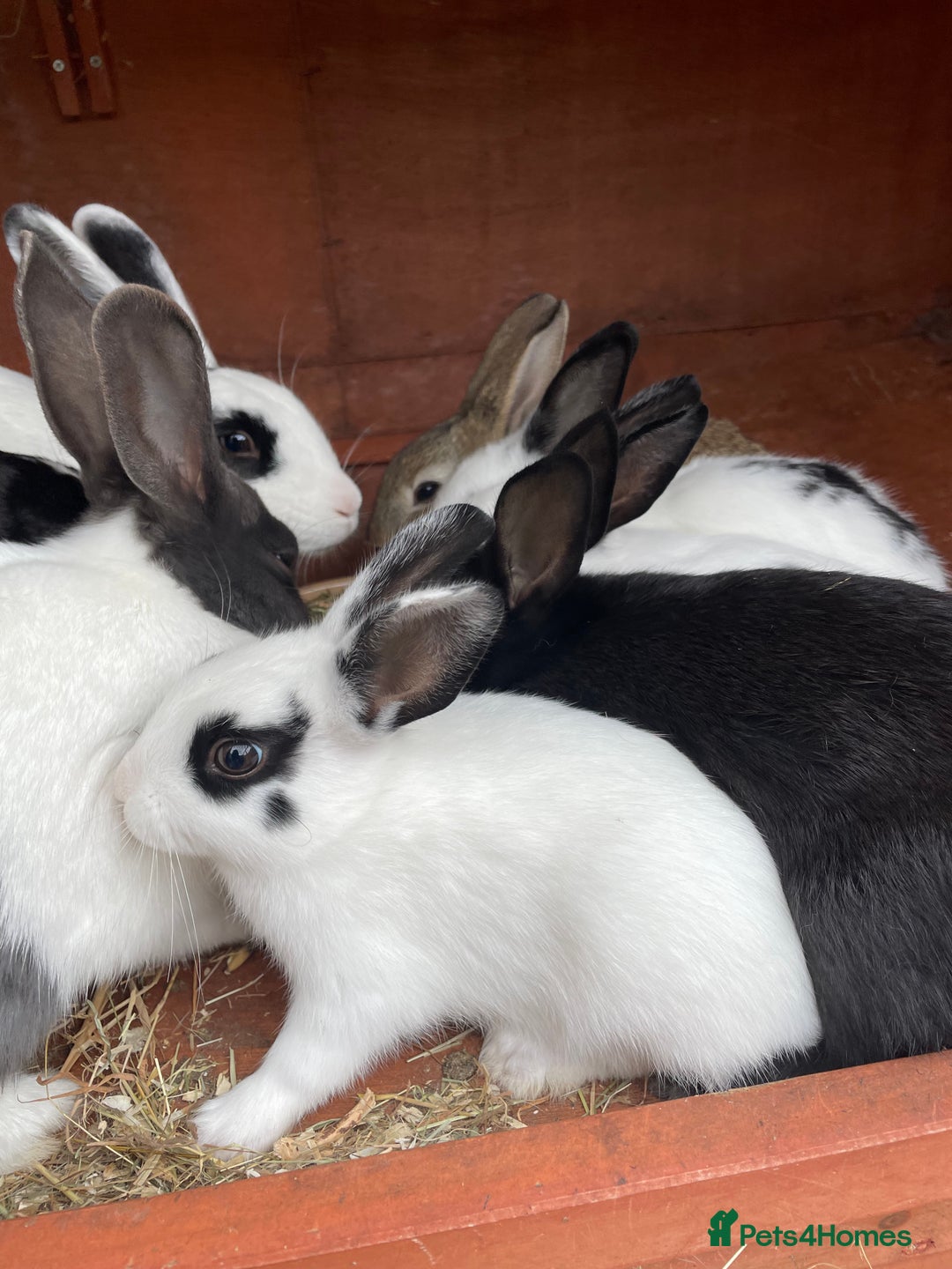 Rex rabbits for sale: Rex X Dutch Bunnies, Ready for homes now.  in Swansea - Image 7