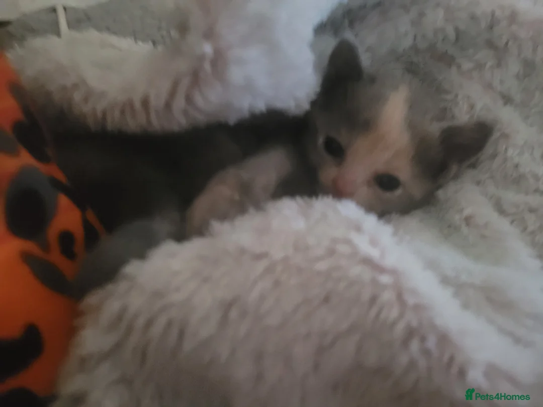 Mixed Breed cats for sale: Beautiful grey kittens  - Advert 2