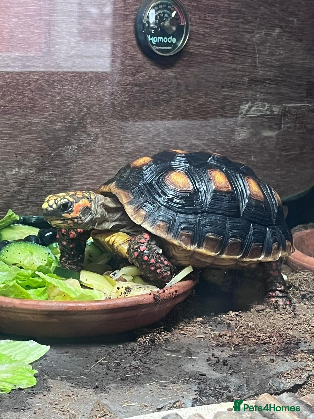 Tortoise reptiles Redfoot Tortoise with enclosure setup - Advert 2