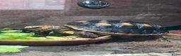 Tortoise reptiles for sale: Redfoot Tortoise with enclosure setup - Advert 1