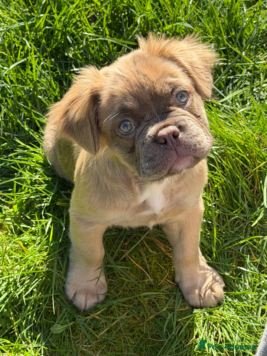 French Bulldog dogs for sale: Fluffy French bulldog  - Advert 1