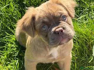 French Bulldog dogs Fluffy French bulldog - Advert 3