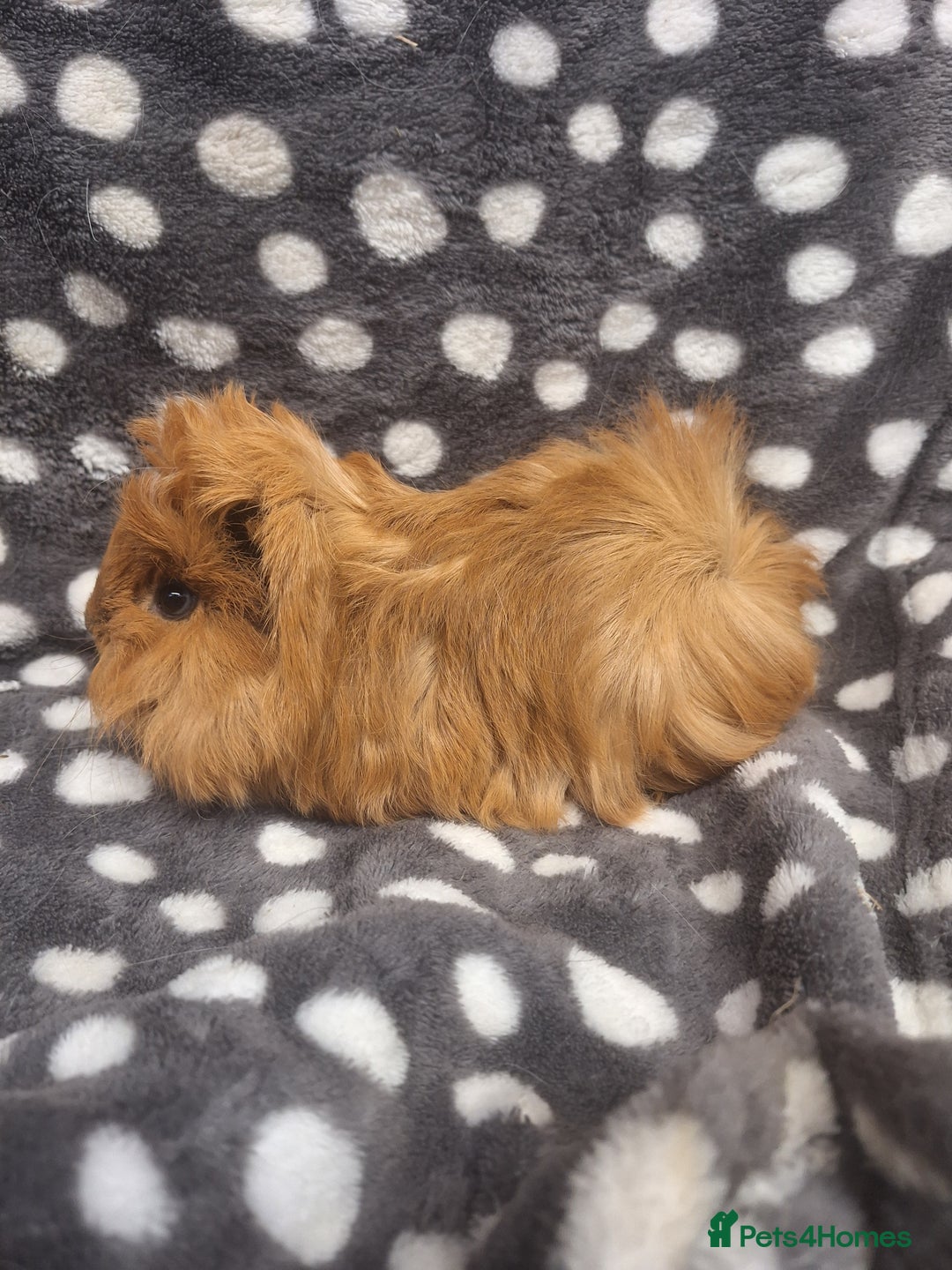 Guinea Pig rodents for sale: Baby male peruvian guinea pigs  - Advert 14