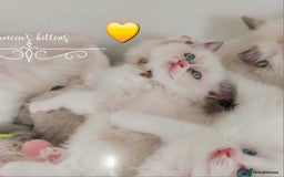 Ragdoll cats for sale: Beautiful Ragdoll kittens 😻😻😻 - Image 10