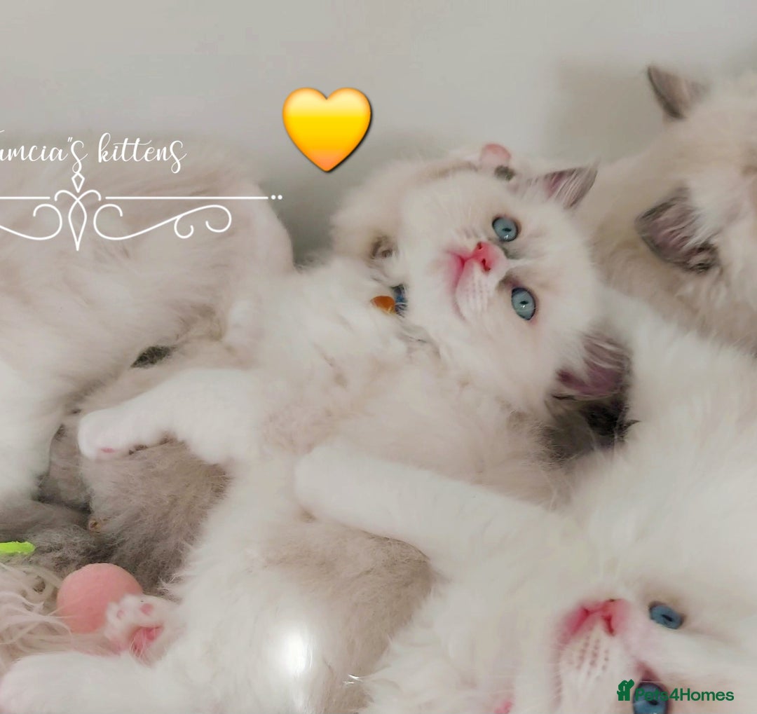 Ragdoll cats for sale: Beautiful Ragdoll kittens 😻😻😻 - Image 10