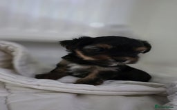 Yorkshire Terrier dogs for sale: Yorkshire terrier  - Image 15