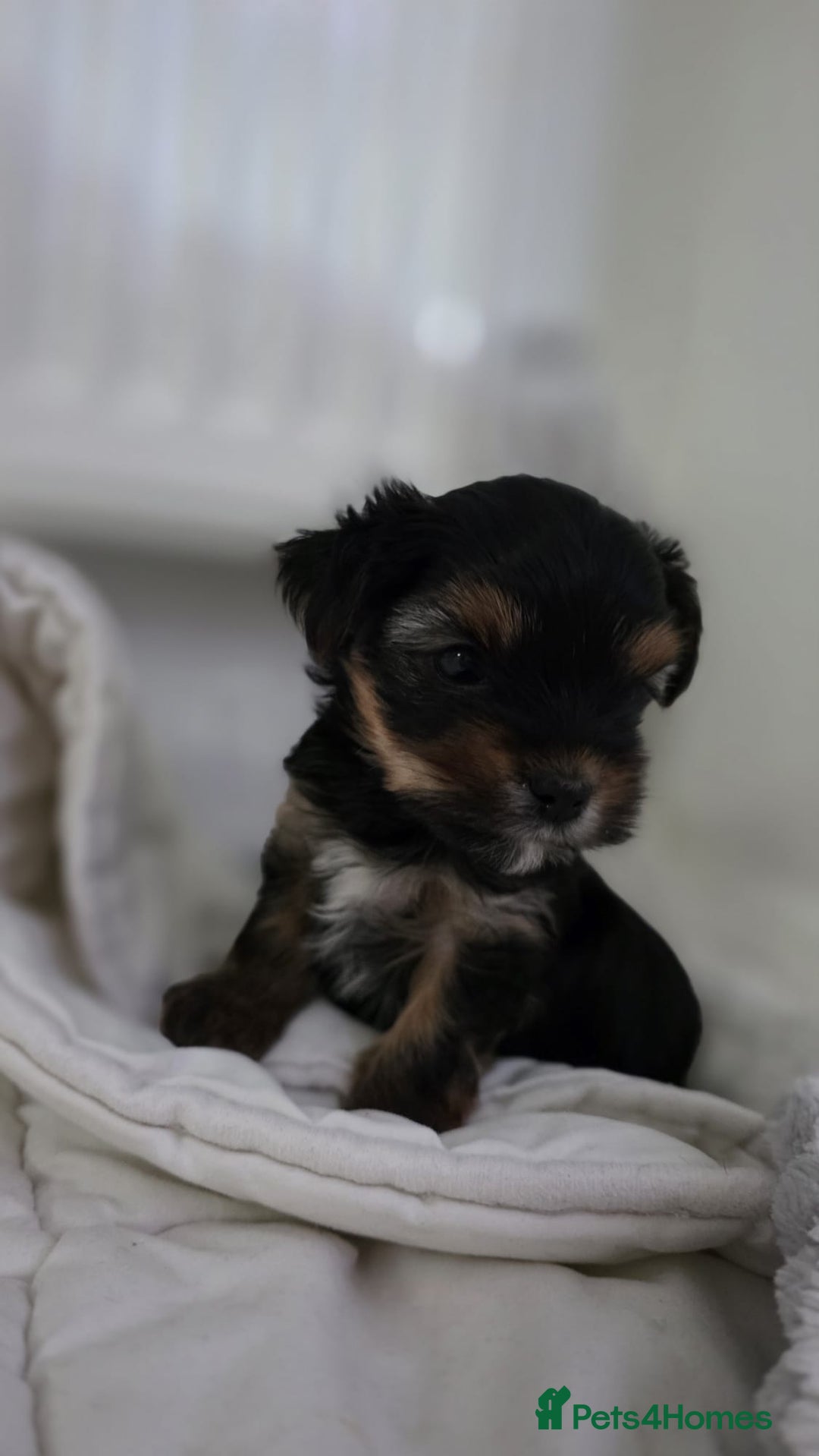 Yorkshire Terrier dogs for sale: Yorkshire terrier  - Image 15