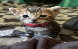Bengal cats for sale: Half Bengal Kittens - Image 11