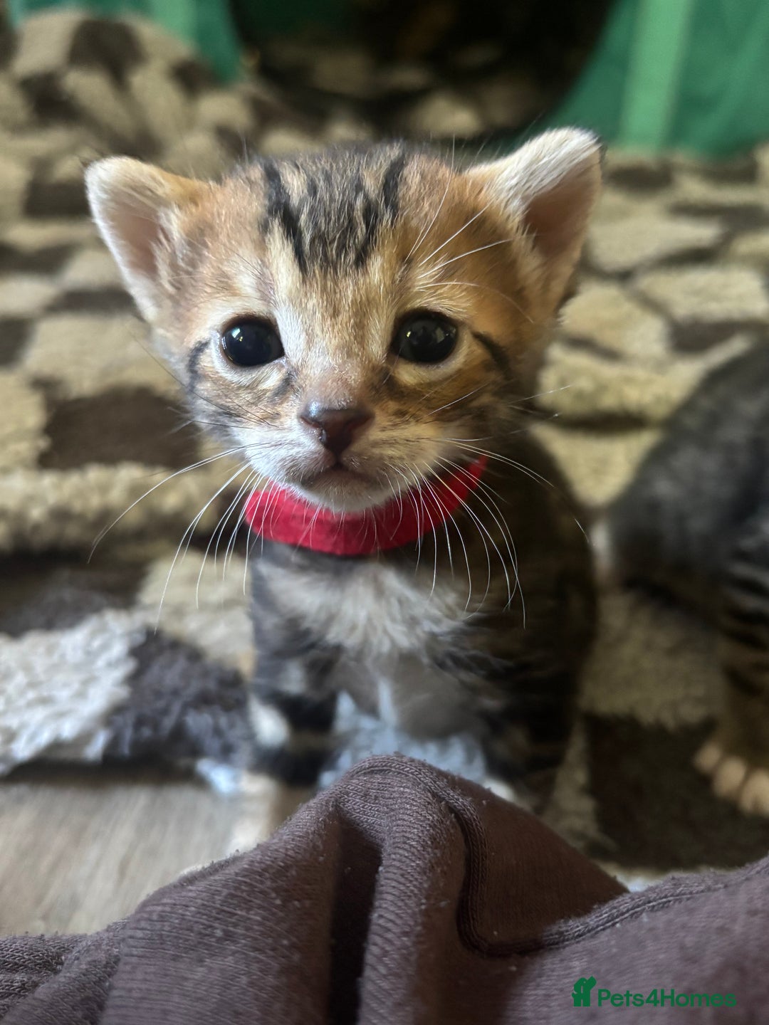 Bengal cats for sale: Half Bengal Kittens - Image 11