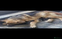 German Shepherd dogs for sale: KC registered German Shepherd puppies  - Image 17