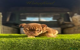 English Bulldog dogs for sale: 🔥 THE JACKPOT PUPPIES ARE HERE 🔥 - Image 18