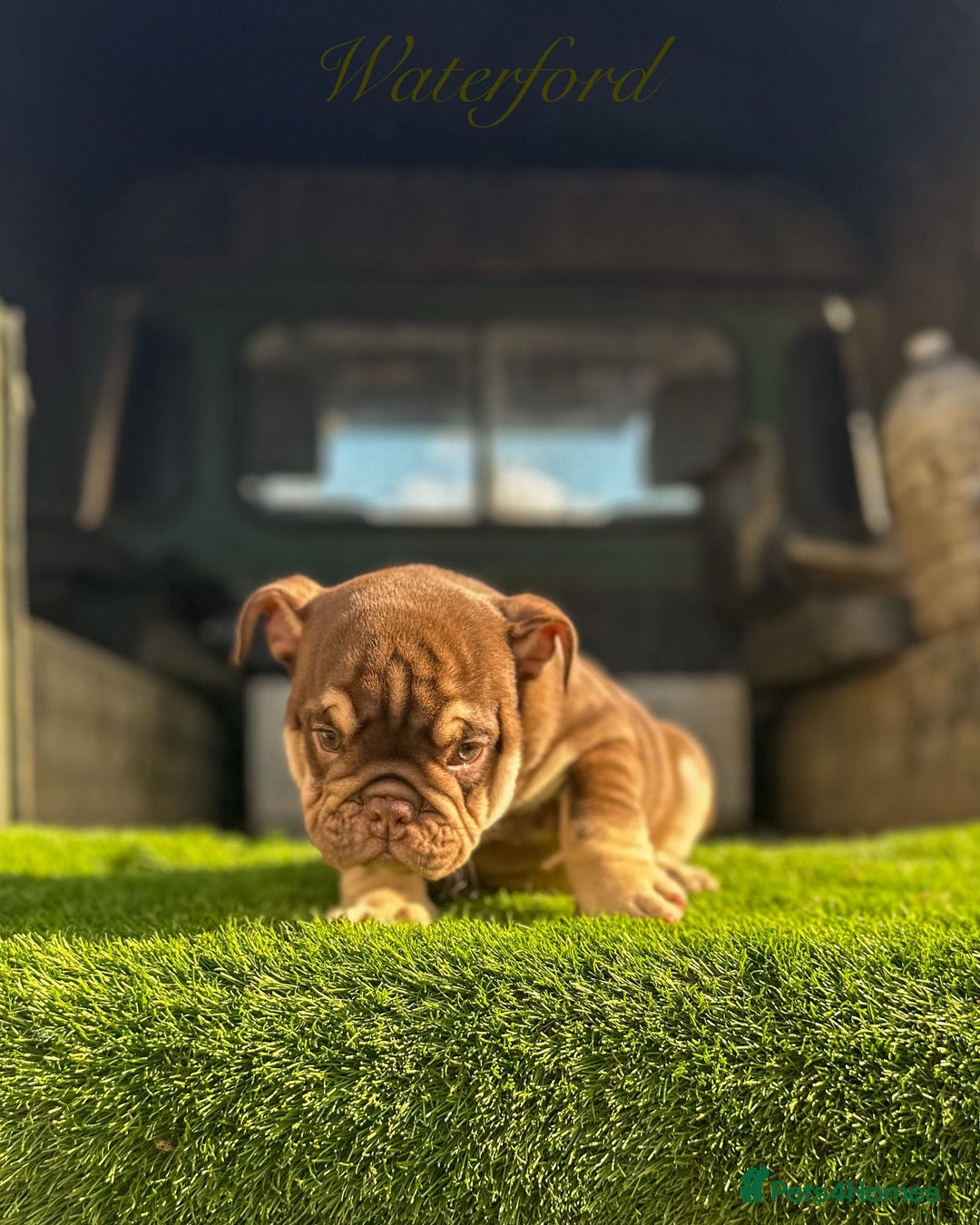 English Bulldog dogs for sale: 🔥 THE JACKPOT PUPPIES ARE HERE 🔥 - Image 18