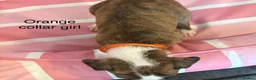 Staffordshire Bull Terrier dogs for sale: Stunning litter of Staffies  - Advert 21