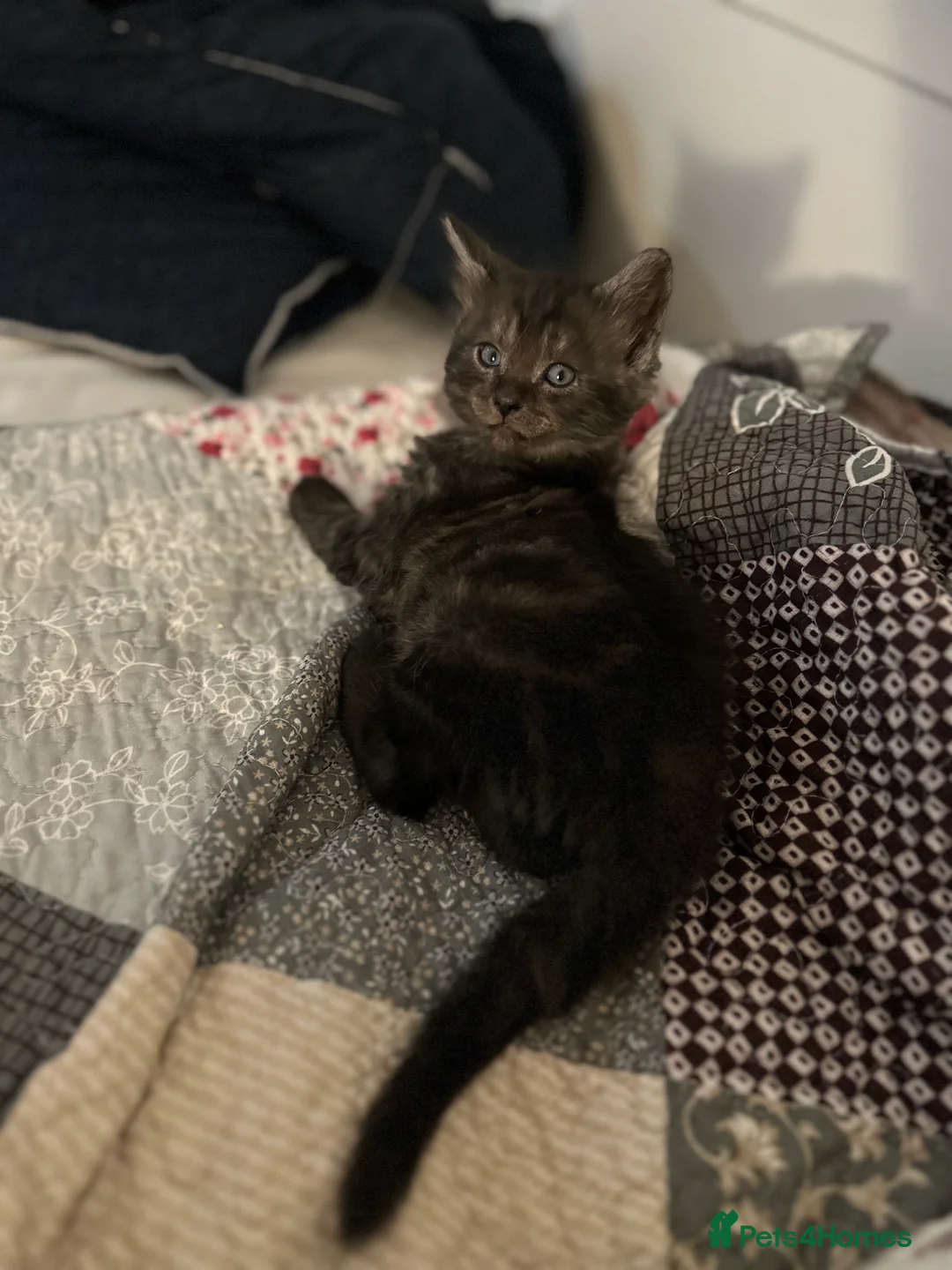 Mixed Breed cats for sale: 3 Beautiful Kittens! Ready to Leave 21 May! in Glasgow - Advert 2