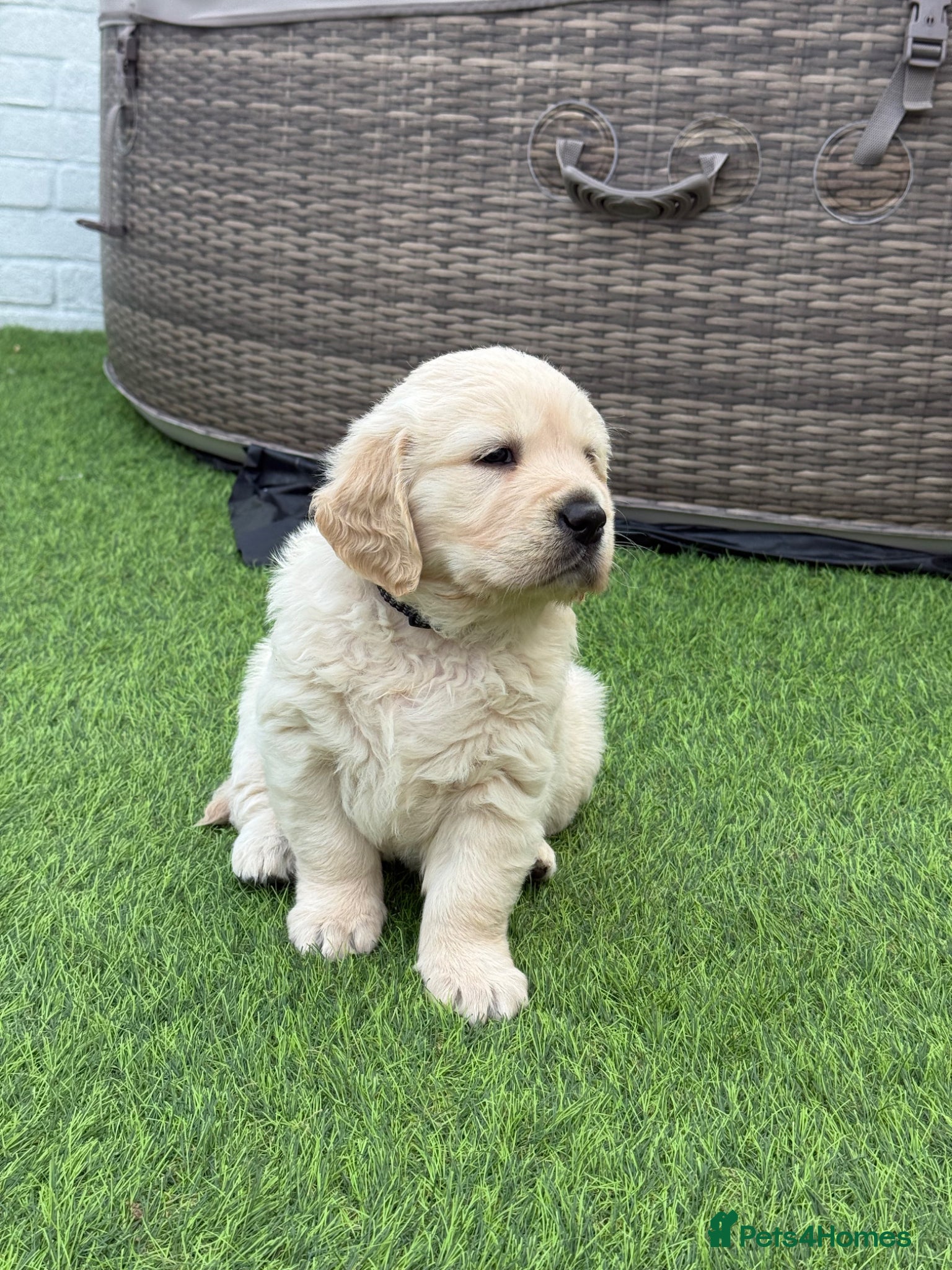 Golden Retriever dogs for sale: Beautiful chunky golden retriever puppies  in Chelmsford - Advert 10