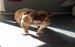 English Bulldog dogs for adoption: Gorgeous Bella needs a pet and child free home  - Image 1