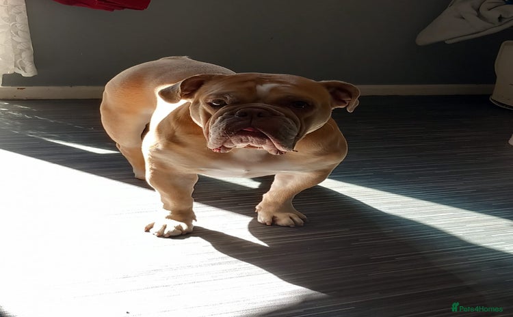 English Bulldog dogs - Advert 1