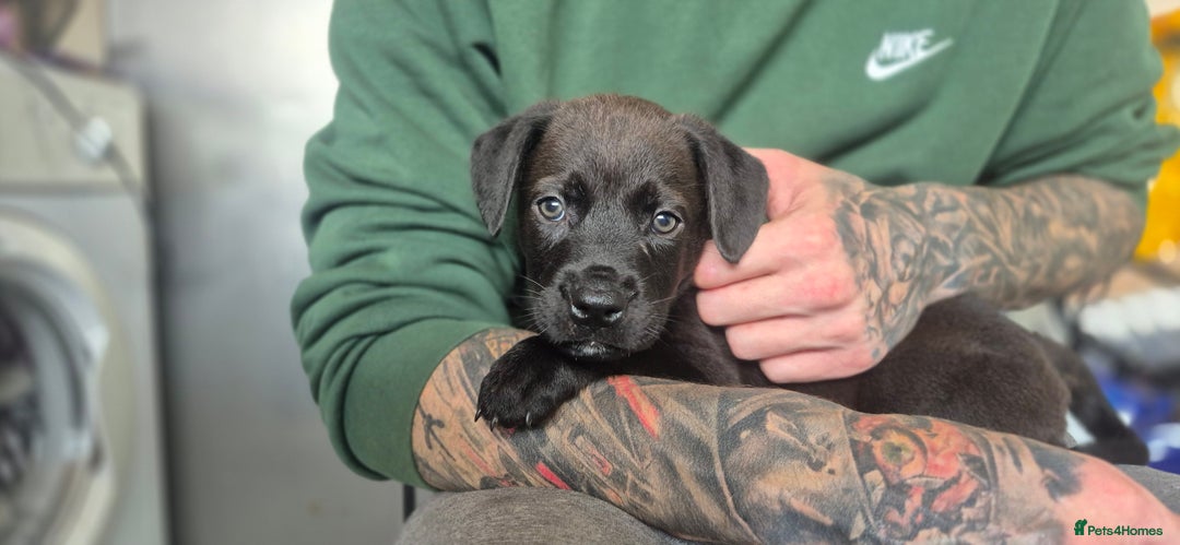Mixed Breed dogs for sale: Mastiff x Rottweiler  - Image 22