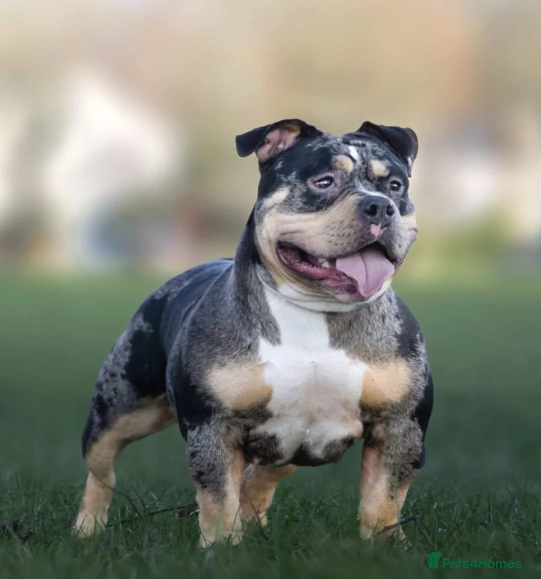 American Bully dogs for sale: Pocket bully’s for sale  in Preston - Advert 2