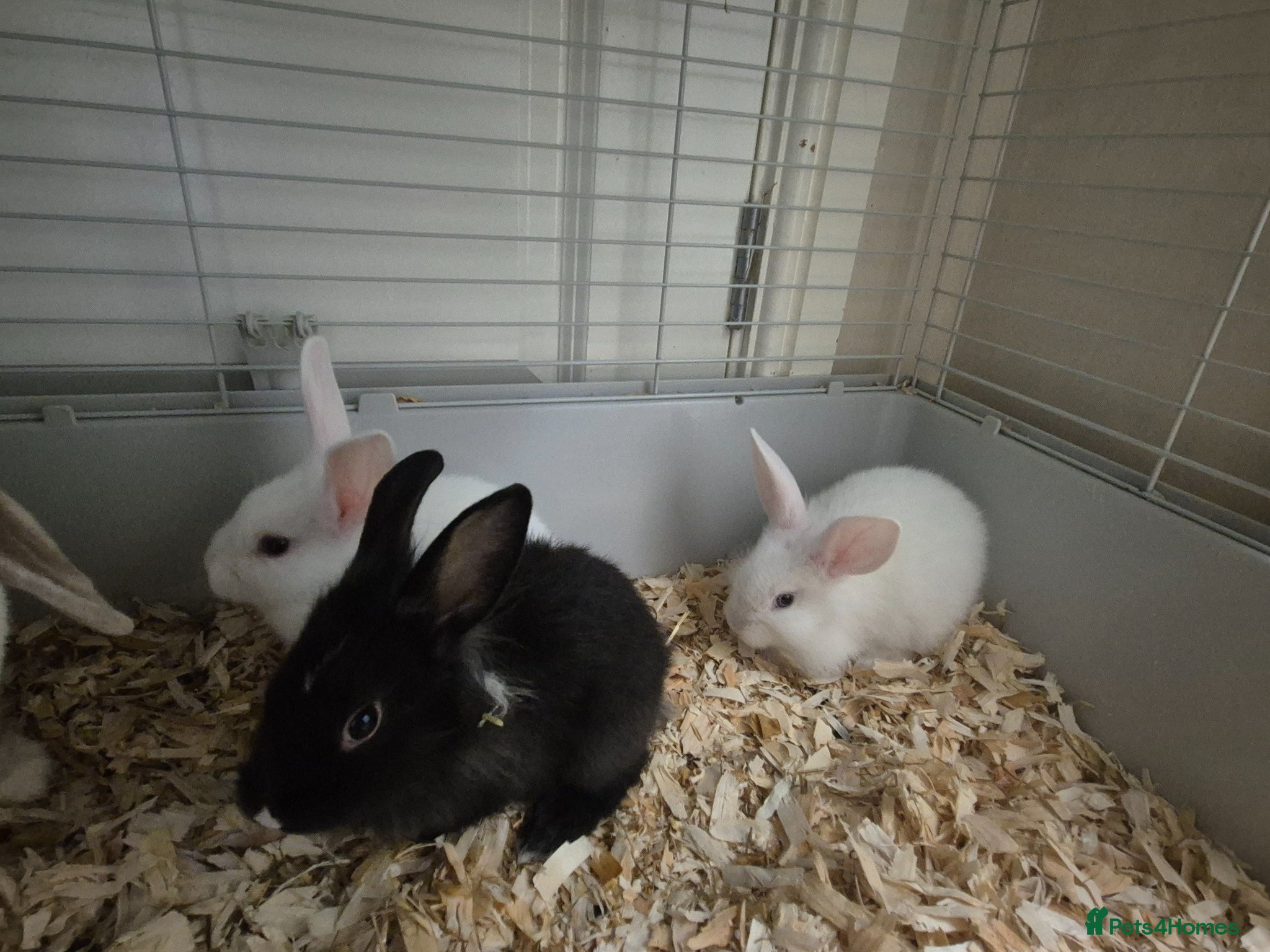 Angora rabbits Angora cross lionhead mixed lop - Advert 3