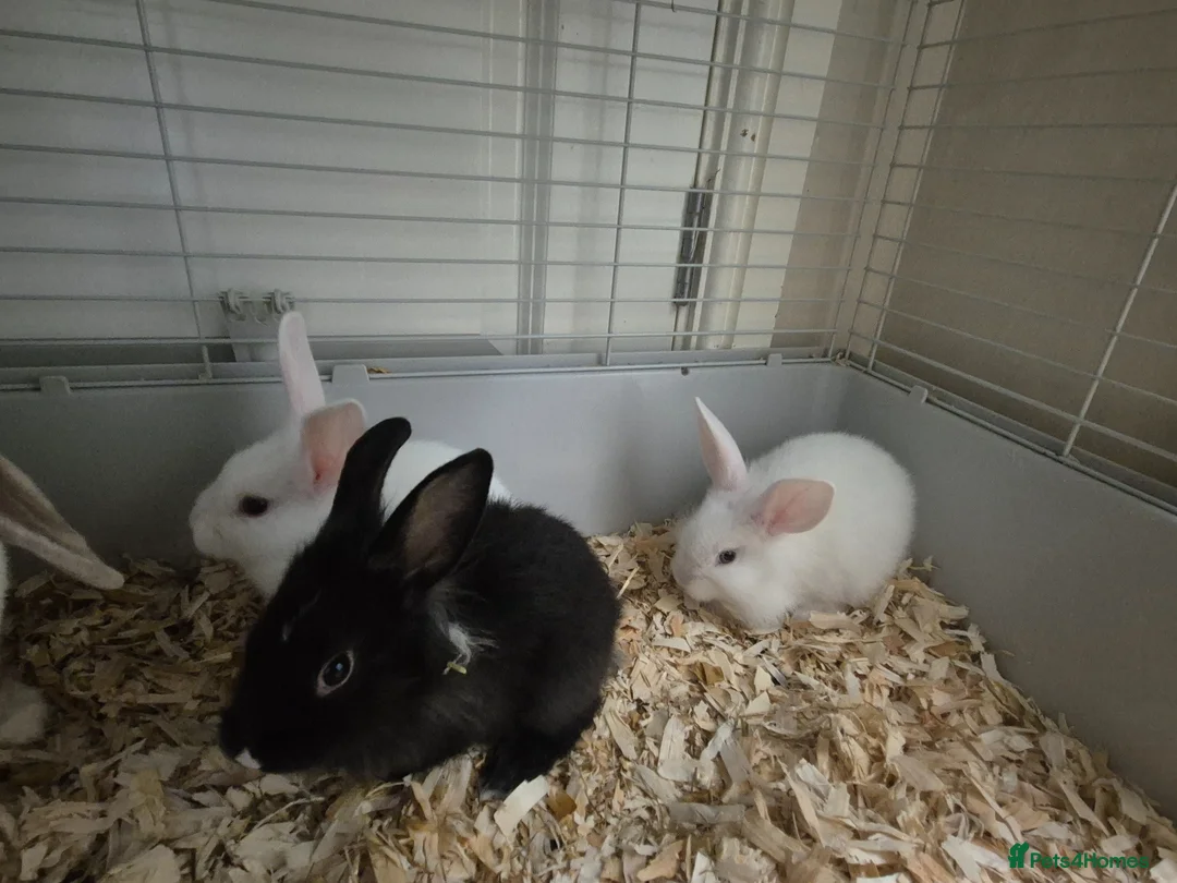 Angora rabbits for sale: Blue eyed Angora cross lionhead mixed lop - Advert 2