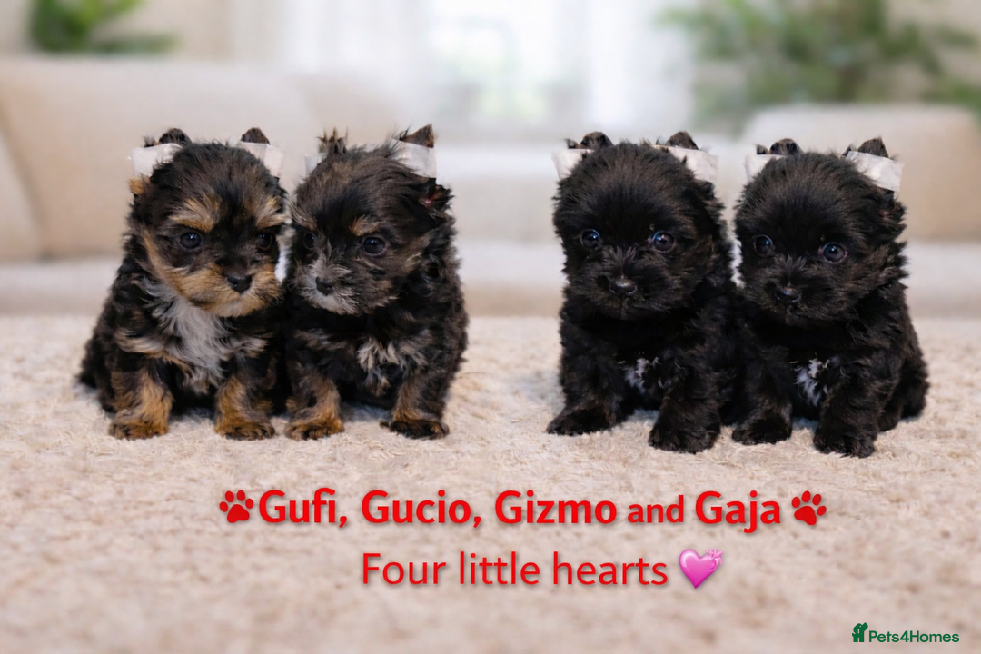 Yorkshire Terrier dogs for sale: Yorkshire Terrier  - Advert 17