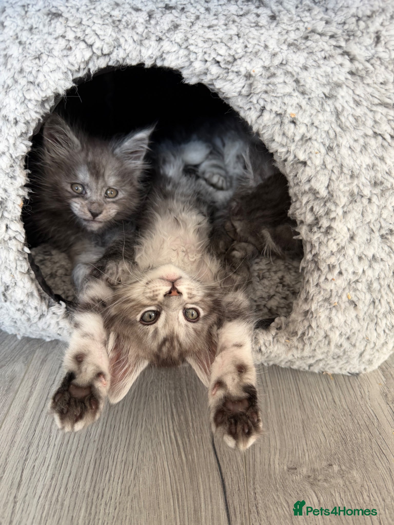 Maine Coon cats TICA Maine Coon Kittens 🏆 Ready to Reserve! - Advert 5
